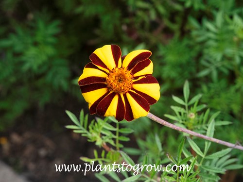 Harlequin Marigold (Tagetes patula)